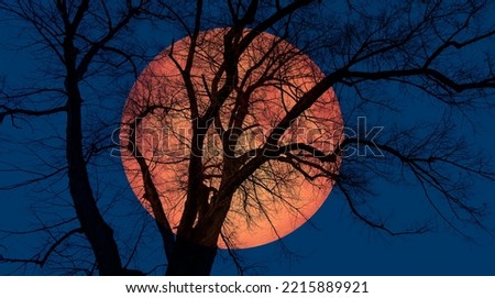 Silhouette of barren lone tree with 
 lunar eclipse 