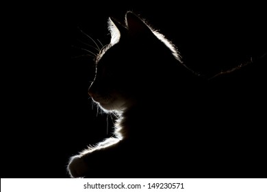 silhouette of a beautiful cat on a black background