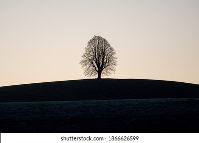 silhouette of a beautiful tilia tree on a hill in Emmental - Shutterstock ID 1866626599