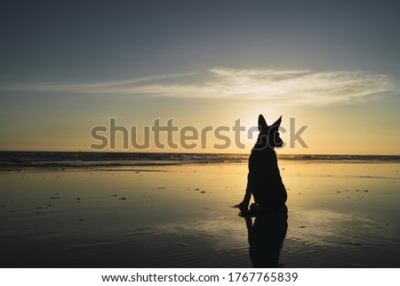 Similar – Image, Stock Photo paw cloud Sky Clouds