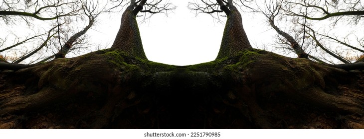 silhouette of big old tree