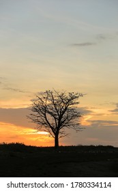 Silhouette Of A Big Trees During Sunset In Tangsi Beach Situbondo