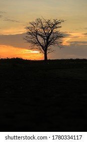 Silhouette Of A Big Trees During Sunset In Tangsi Beach Situbondo