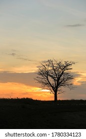 Silhouette Of A Big Trees During Sunset In Tangsi Beach Situbondo