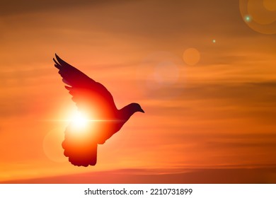 Silhouette Bird Flying Freedom Enjoying Nature On Sunset Background And Peace Concept, Bird Set Free.