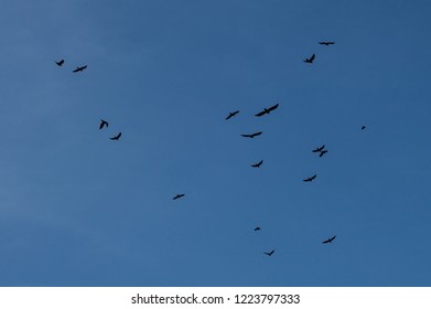 Silhouette of a bird flying in the sky - Shutterstock ID 1223797333