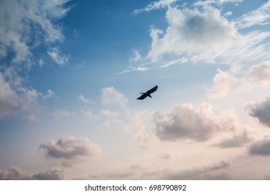 Silhouette Bird Flying Sky Stock Photo 698790892 | Shutterstock