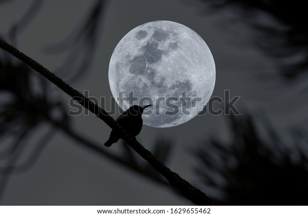 Silhouette\
bird with full moon background in the\
night.