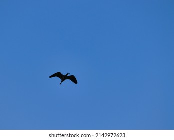 silhouette of the bird known as the Whistling Heron (Syrigma sibilatrix), wings spread under a cloudless blue sky.