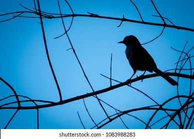 Silhouette Of A Bird (Mockingbird) Perched High On The Branches Of A Tree In Monterey Of The Central Coast Of California With Blue Sky Background.