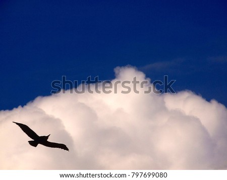 silhouette of a bird on a background of a cloud in the afternoon