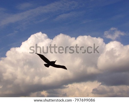 silhouette of a bird on a background of a cloud in the afternoon