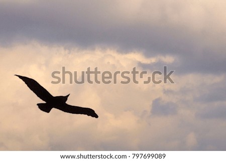 silhouette of a bird on a background of a cloud in the afternoon