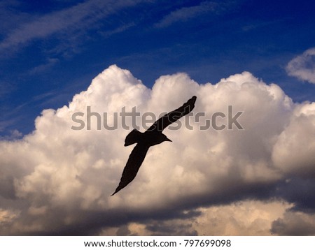 silhouette of a bird on a background of a cloud in the afternoon