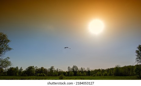 Silhouette of a bird on the background of a meadow and the setting sun. Summer. Web banner.