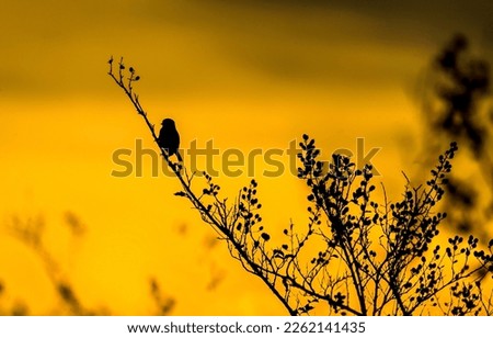 Silhouette of a bird on a branch at dawn. Bird silhouette. Bird at dawn. Bird on yellow background