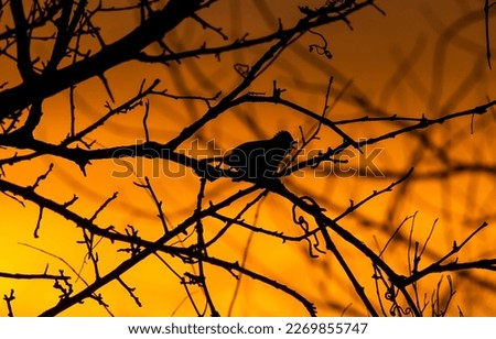 Silhouette of a bird on a branch at dawn. Bird silhouette. Birdy silhouette on tree branch. Birdy silhouette at dawn