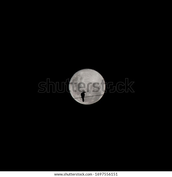 Silhouette of a bird perched on a wire, in\
front of a Supermoon