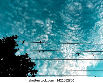 The silhouette of the bird rests on the wires and the sky with many clouds.