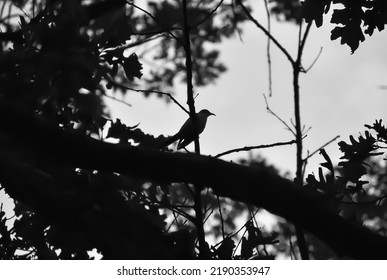 Silhouette Bird Sitting Tree Stock Photo 2190353947 | Shutterstock