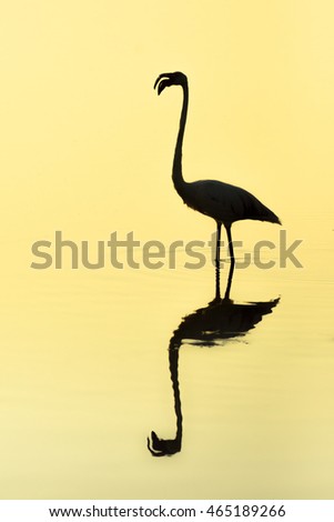 Similar – Schräger Vogel Farbfoto