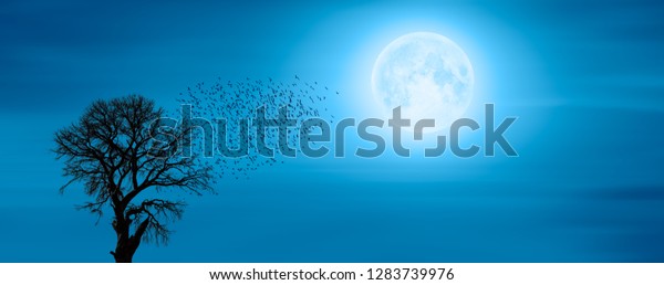 Silhouette of\
birds and dead tree on the background night sky with moon\
\