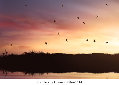 Silhouette of birds flock flying at sunset - Shutterstock ID 788664514