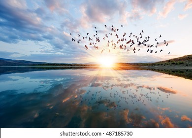 Silhouette of birds flying above the lake at amazing sunset