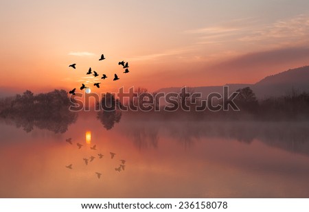 Silhouette of birds flying above the lake at amazing sunset