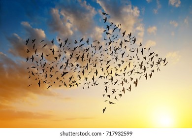 Silhouette von Vögeln, die in Pfeilform bei Sonnenuntergang Himmel fliegen.