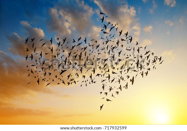 Silhouette of birds flying in arrow formation at\
sunset sky.