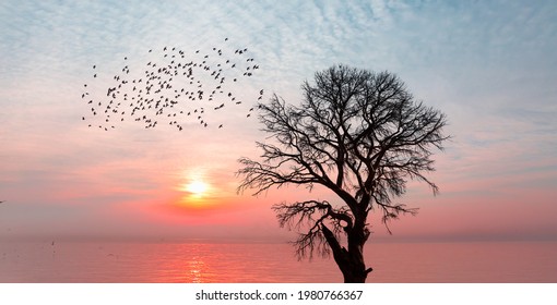 Silhouette of birds flying over lone dead tree at sunset - Powered by Shutterstock