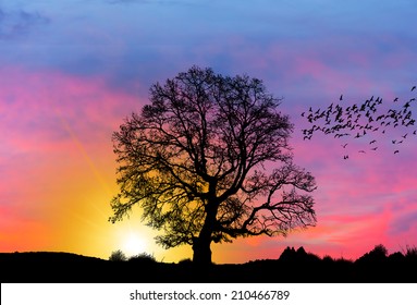 Silhouette of birds flying over lone dead tree at sunset - Powered by Shutterstock