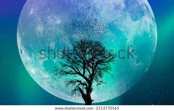 Silhouette\
of birds flying over lone tree with aurora against super moon\
\