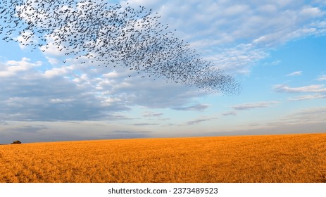 Silhouette of birds flying over wheat field at sunset