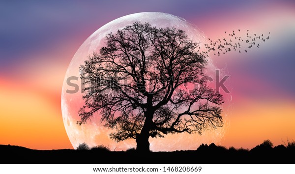 Silhouette of birds with lone tree \
in the\
background big full moon at amazing sunset \