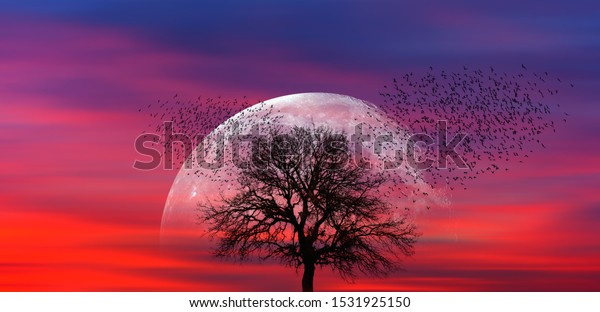 Silhouette of birds with lone tree in the\
background big full moon at amazing sunset \