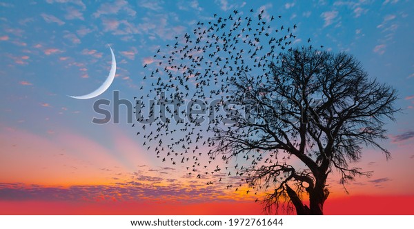 Silhouette of birds with lone tree in the\
background big crescent moon at amazing\
sunset