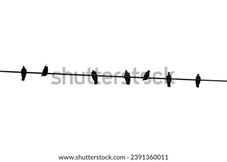 Silhouette birds on wire cable on white background.