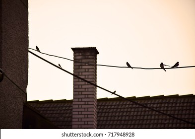Silhouette of birds in orange sunrise light. Swallows on the wire