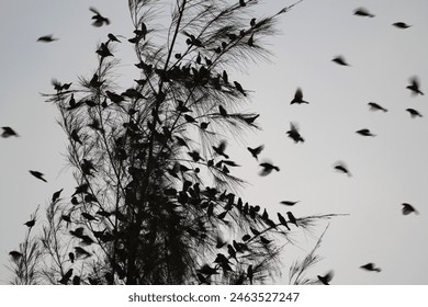 Silhouette of the birds (Padda oryzivora)  return to their nests before night.  - Powered by Shutterstock