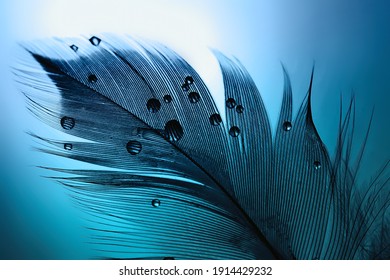 Silhouette of  black bird feather with water drops on a blue turquoise background with beautiful lighting. Elegant bright and expressive artistic image. - Shutterstock ID 1914429232