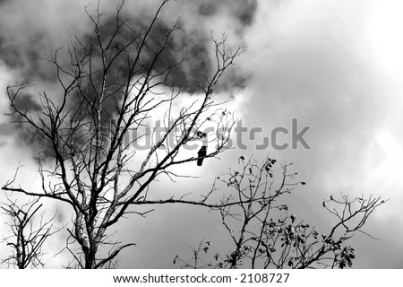 Similar – Image, Stock Photo be free Deciduous tree