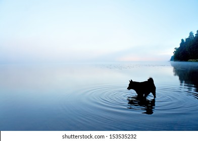 silhouette of black dog playing in shallow water in lake on foggy morning