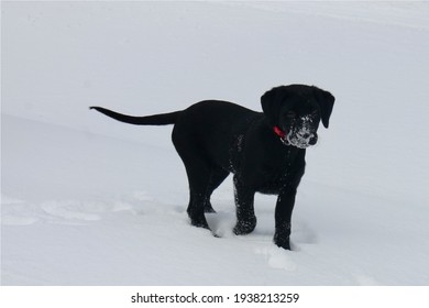 Silhouette Of Black Lab Puppy Playing In Snow