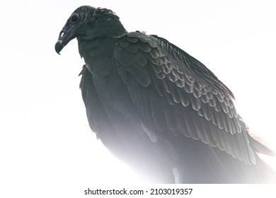 Silhouette of a Black Vulture Perched