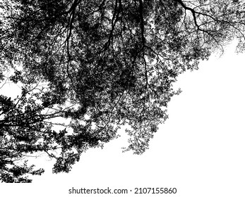 silhouette black and white structure of large trees with many branches on white background for copy​ space. low angle​ view a b​ig tree