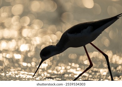 silhouette of a Black-winged stilt on golden beach - Powered by Shutterstock