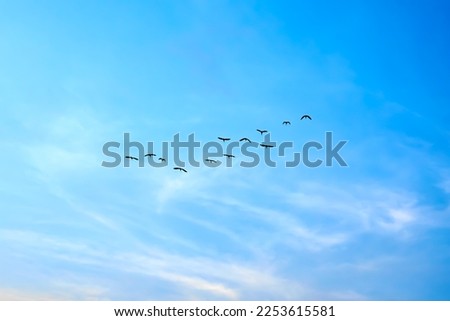 silhouette in the blue sky of a flock of cranes. birds in the distance flying in the blue sky.  Flock of migratory birds flying towards the horizon of blue sky.