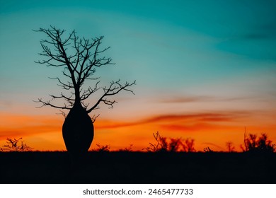 Silhouette of Boab Tree Against Colorful Sky with hues of red, orange, yellow, and blue Outback Western Australia Kimberley Derby Broome Desert - Powered by Shutterstock